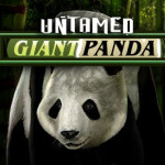 untamed giant panda slot