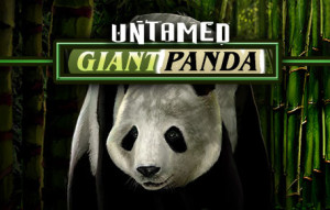 untamed giant panda slot
